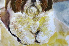 Miyagi, my daughter's Shih Tzu