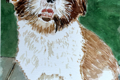 Rengey, our adorable Shih Tzu